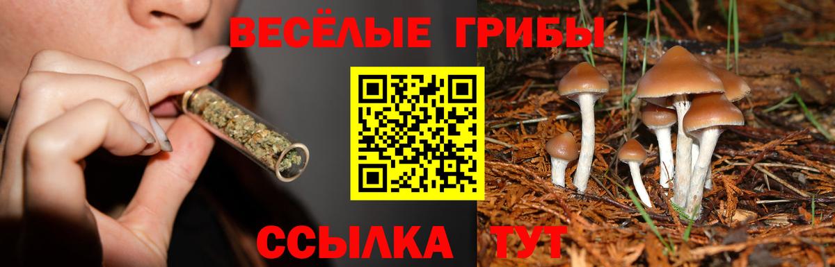 Псилоцибиновые грибы прущие грибы Шатура